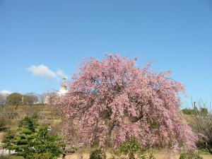 シダレ桜