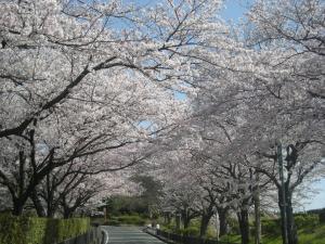 桜のトンネル