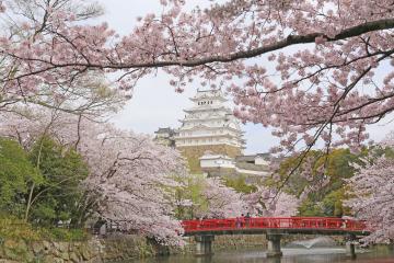 動物園から見た桜