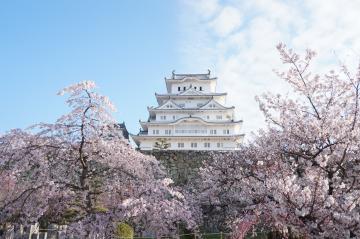 お菊井戸から見た桜