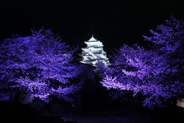 西の丸から見た夜桜