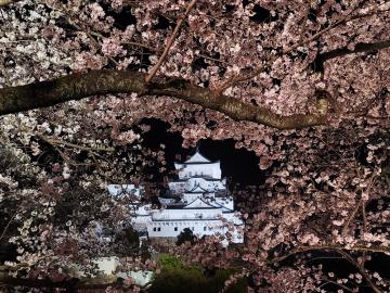 夜桜の写真