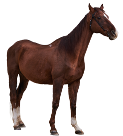 良馬のイメージ