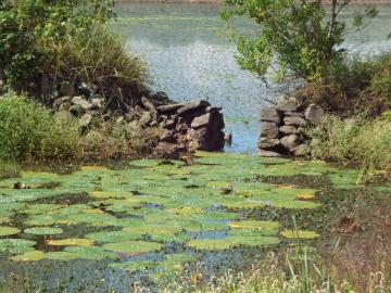 オニバスの様子