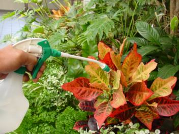 観葉植物への水やりの様子
