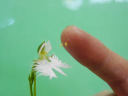花粉塊取りの様子の写真