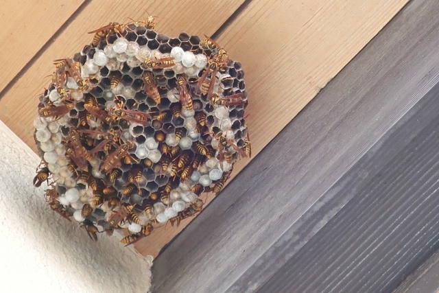 大きくなったアシナガバチの巣の写真