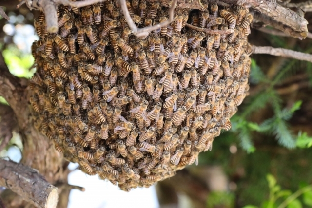 ミツバチの分蜂の写真その1