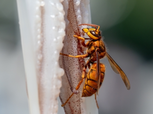 キイロスズメバチの成虫の写真