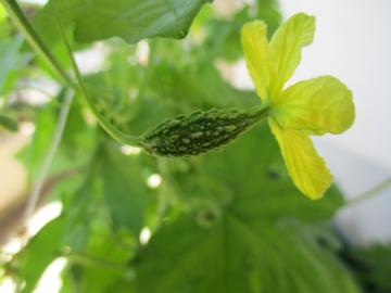 雌花を付けた小さなゴーヤの写真