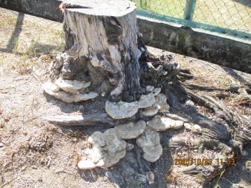 切り株にきのこが生えている