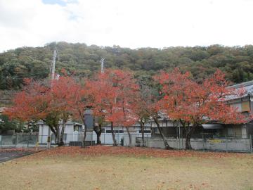 センター芝生広場の桜の木の紅葉