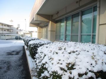 センターの植木に雪が積もっています