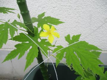 緑のカーテンで咲いたゴーヤの様子