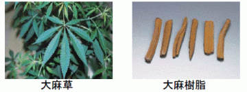 大麻草、大麻樹脂の画像