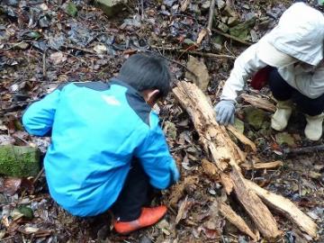 昆虫採集の様子