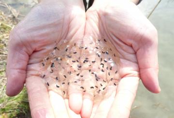 ニホンアカガエルの卵の写真