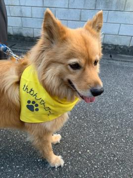 犬がお散歩している様子