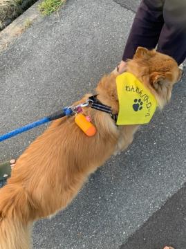 犬がお散歩している様子　その2