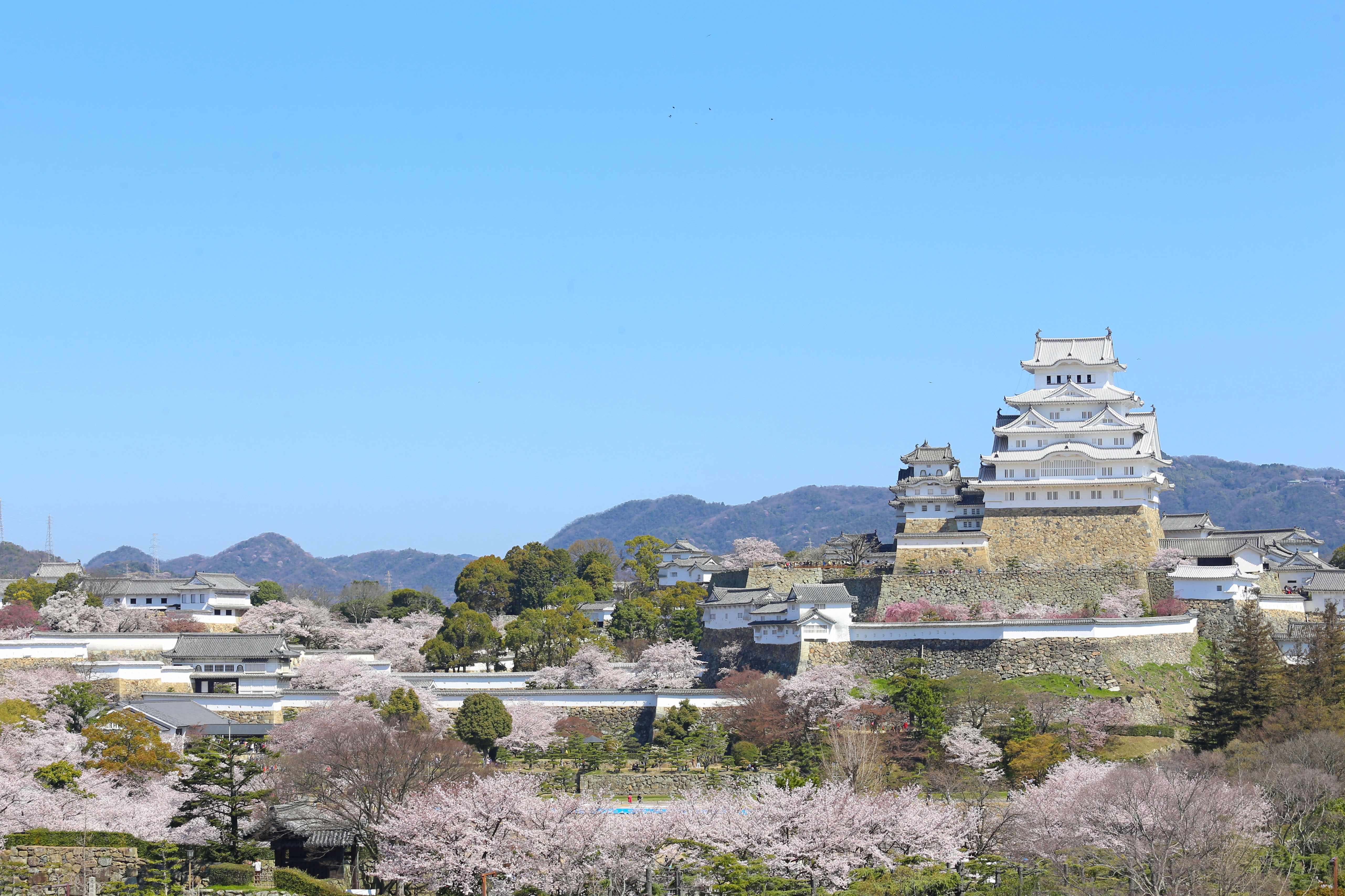 姫路城の桜 姫路城公園の花見 壁紙写真集 無料写真素材