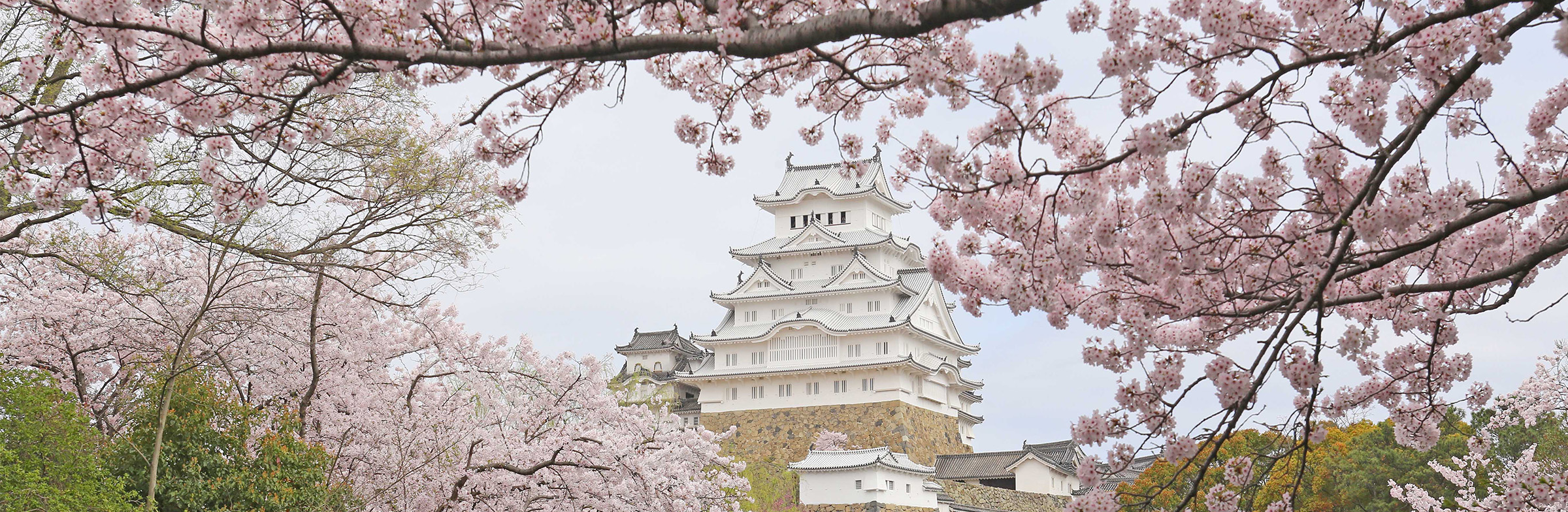 姫路城と桜