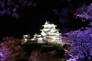 姫路城ライトアップと夜桜