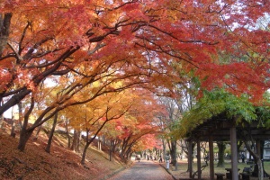 姫山原生林の並木道