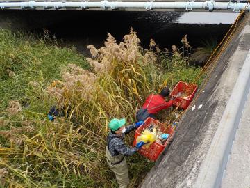 汐入川清掃活動風景その2