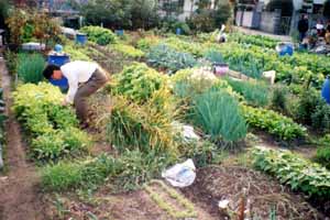 農園に多くの作物が実る様子