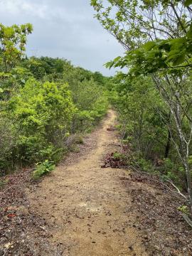 牧野自然公園の森林内2