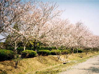 桜の写真