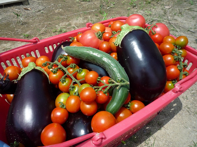 野菜コースの夏野菜