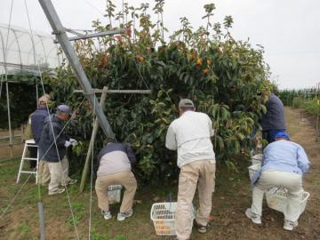 果樹コースカキの収穫実習