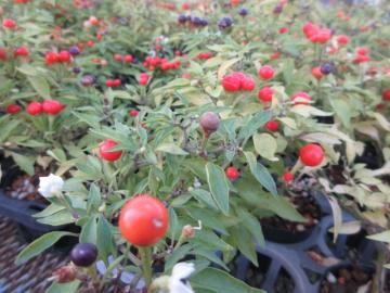 観賞用トウガラシの写真