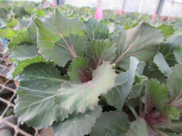 ハボタンの写真