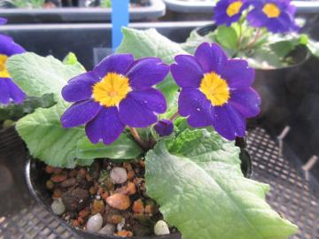 ポリアンサの写真