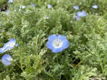 ネモフィラの写真