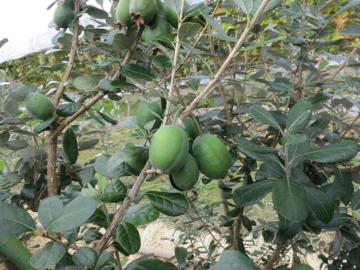 フェイジョアの写真