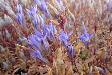 リンドウの写真