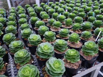 ミニハボタンの写真