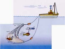 底引き網漁のイラスト