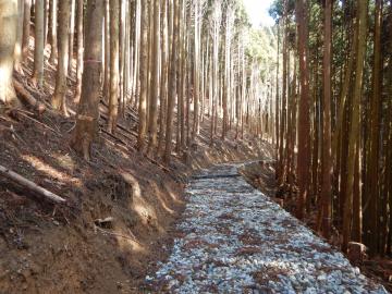 針葉樹林と広葉樹林の混交整備完了写真(2)