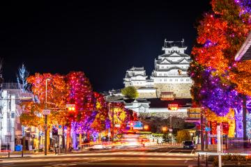 フルカラーで点灯した樹木の写真