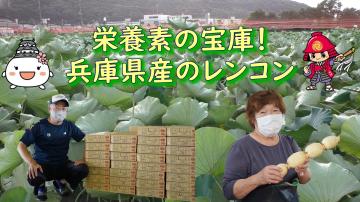 栄養素の宝庫兵庫県産のレンコンの動画のユーチューブへのリンクです。