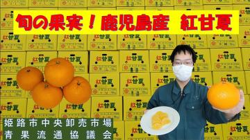 旬の果実鹿児島県産紅甘夏の動画のユーチューブへのリンクです。