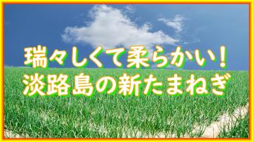 瑞々しくて柔らかい淡路島の新たまねぎの動画のユーチューブへのリンクです。