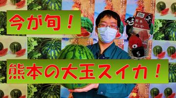 今が旬熊本の大玉スイカの動画のユーチューブへのリンクです。