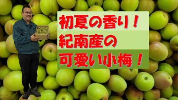 初夏の香り紀南産の可愛い小梅の動画のユーチューブへのリンクです。
