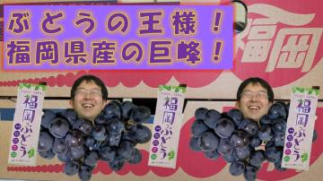 ぶどうの王様福岡県産の巨峰の動画のユーチューブへのリンクです。