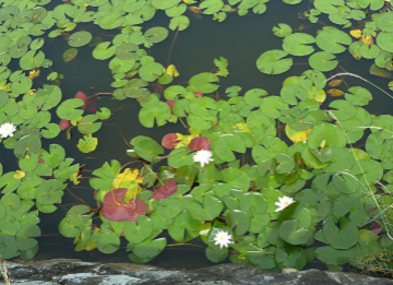 はすの花